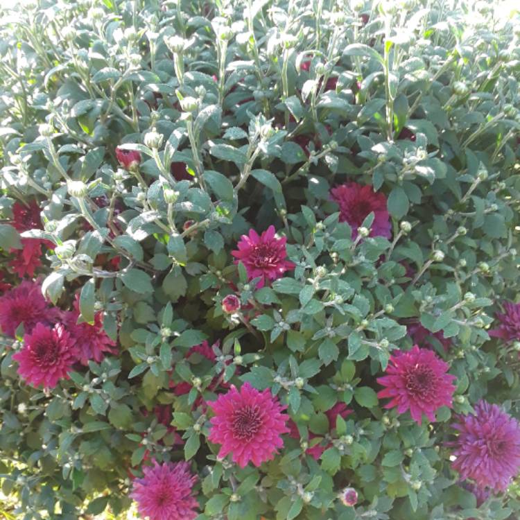 Plant image Chrysanthemum 'Branroyal Purple'