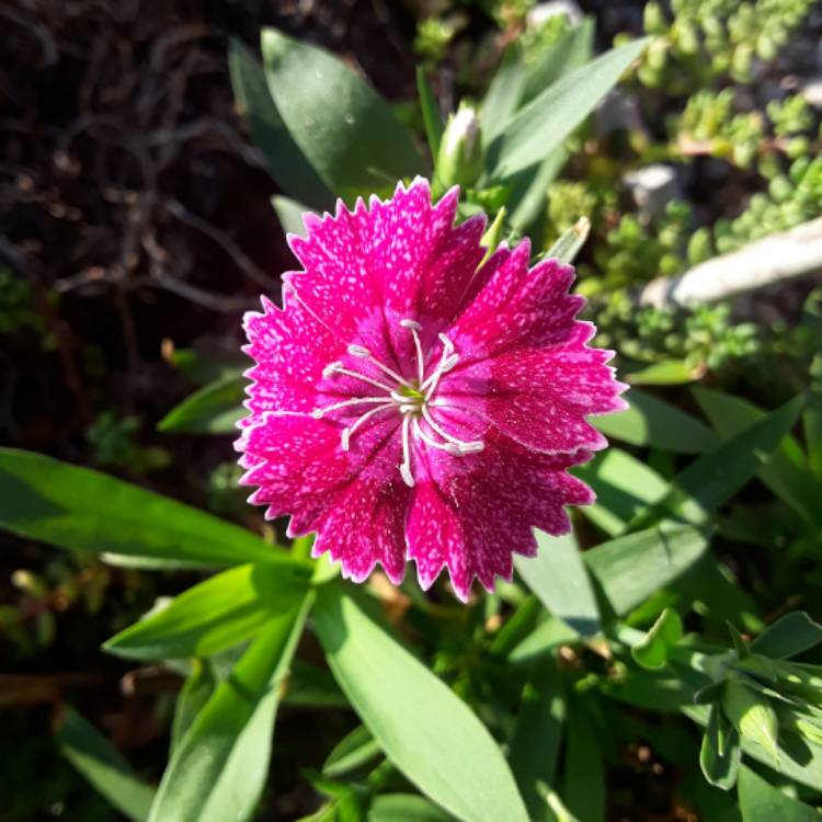 plant image 545899