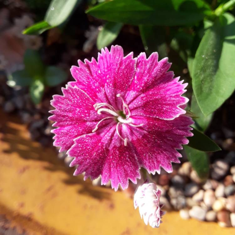 plant image 545900
