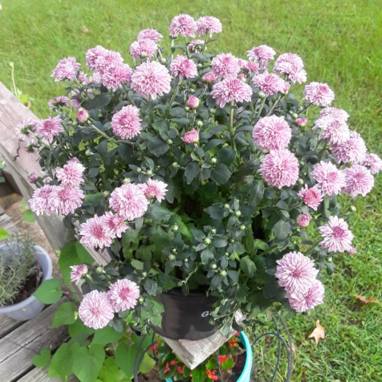 plant image 546858