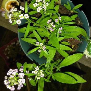 Lobularia maritima  syn. Alyssum maritimum