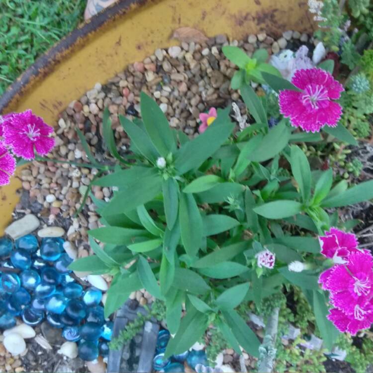 plant image 550716