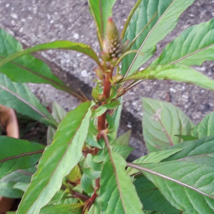 plant image 551914