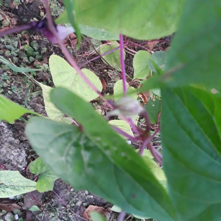 plant image 551918 plant image 551918