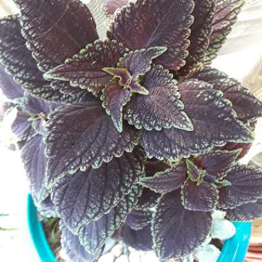 Plectranthus scutellarioides 'UF12462' (Red Fox Series) syn. Solenostemon 'Mainstreet Abbey Road'