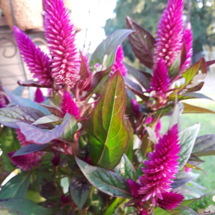 Plant image Celosia argentea (Spicata Group) 'Spiky Purple'