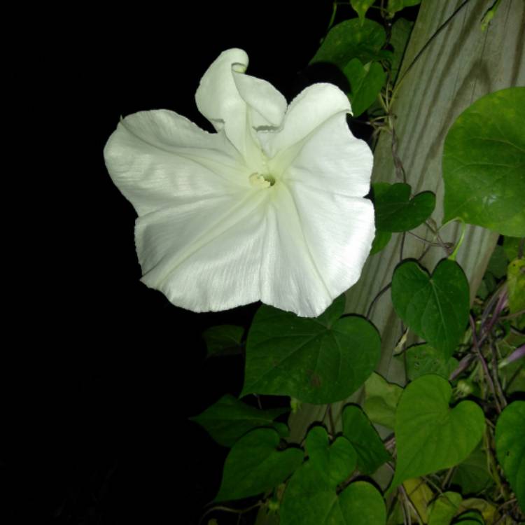 plant image 553884 plant image 553884