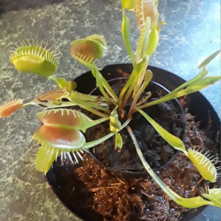 plant image 556287