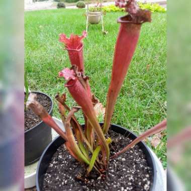 Sarracenia purpurea venosa x 'Blood Moon'