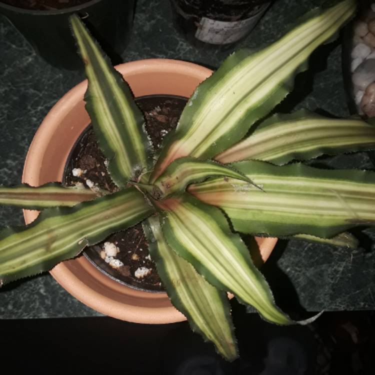 Plant image Cryptanthus Bivittatus