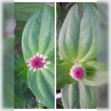 Zinnia elegans
