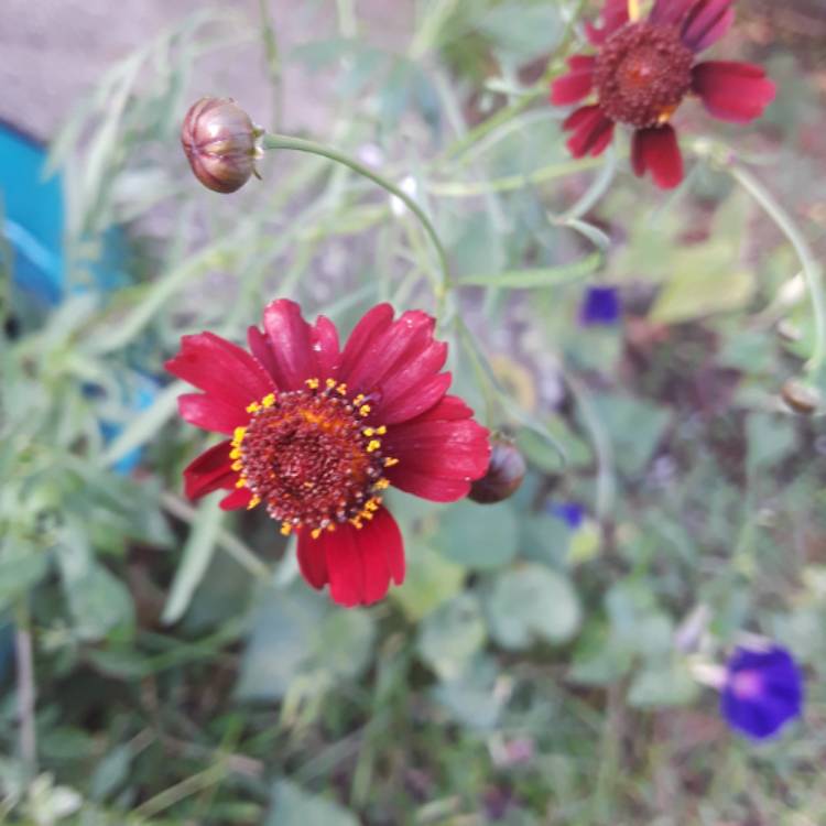 plant image 559513