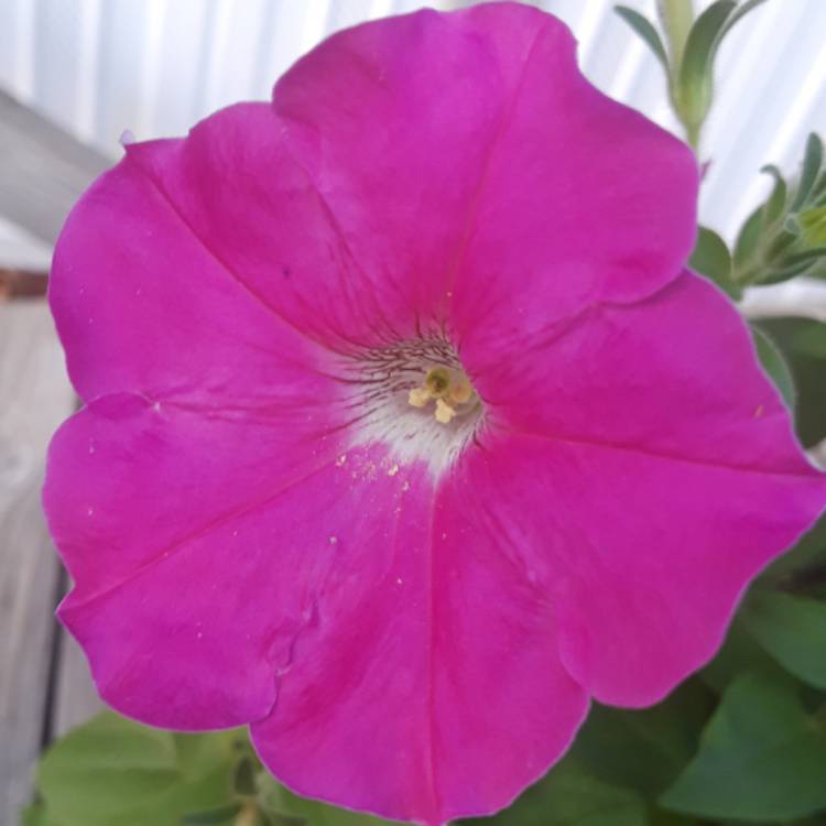 plant image 559543 plant image 559543