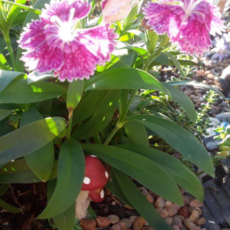 plant image 560233