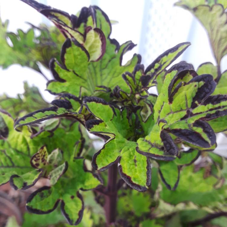 Plant image Plectranthus scutellarioides 'Mainstreet Rodeo Drive'