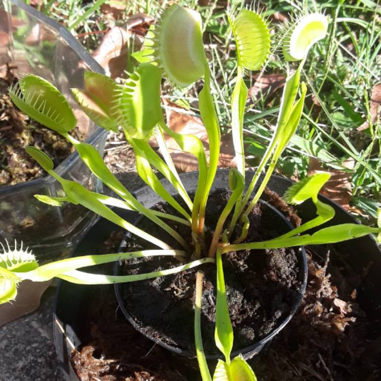 plant image 561260