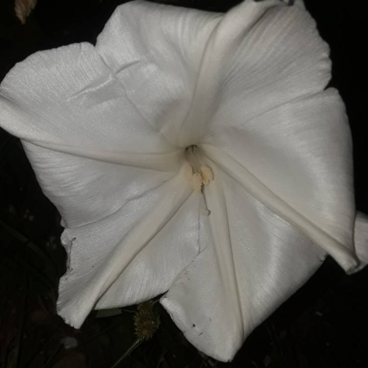 plant image 561439