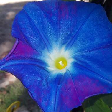 Ipomoea tricolor 'Heavenly Blue'
