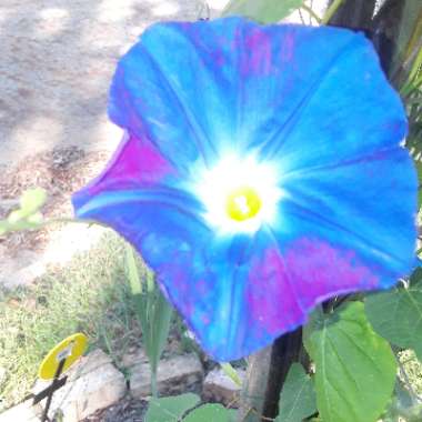 Ipomoea tricolor 'Heavenly Blue'