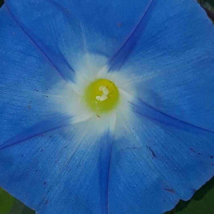 plant image 562465 plant image 562465