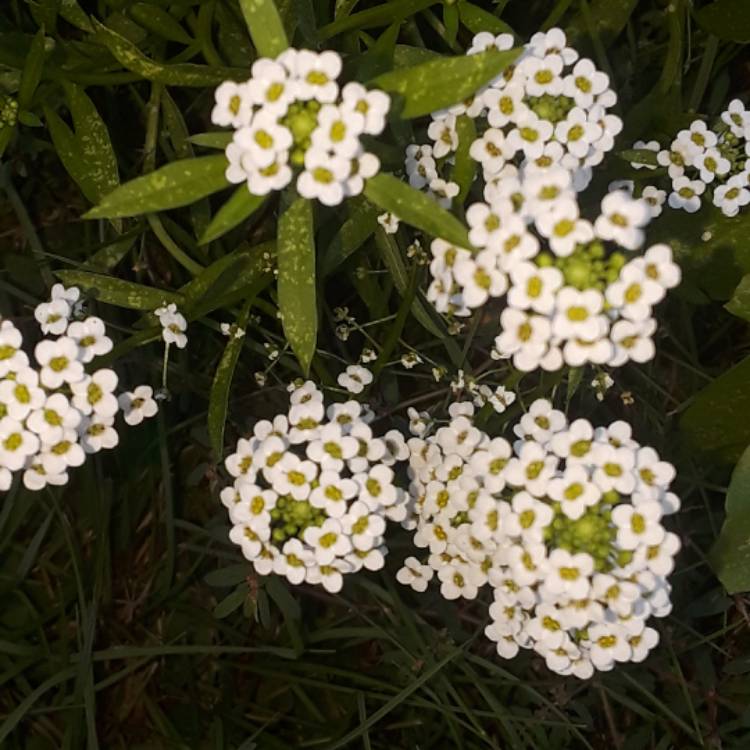 plant image 562479 plant image 562479