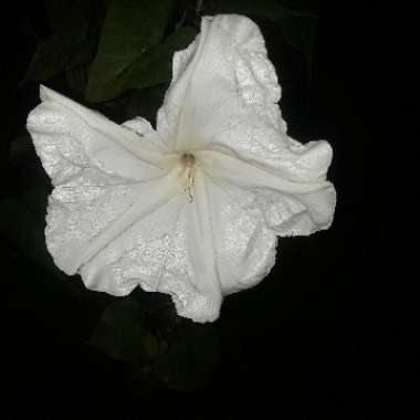 Ipomoea Alba