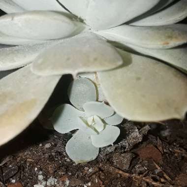 Echeveria Elegans
