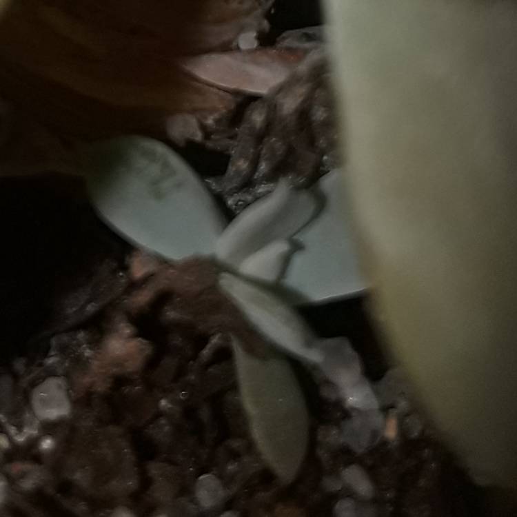 plant image 562538
