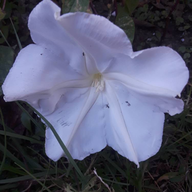 plant image 565042