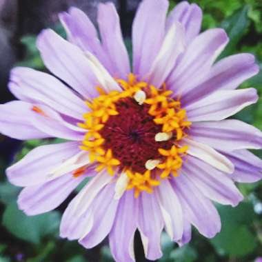 Zinnia elegans