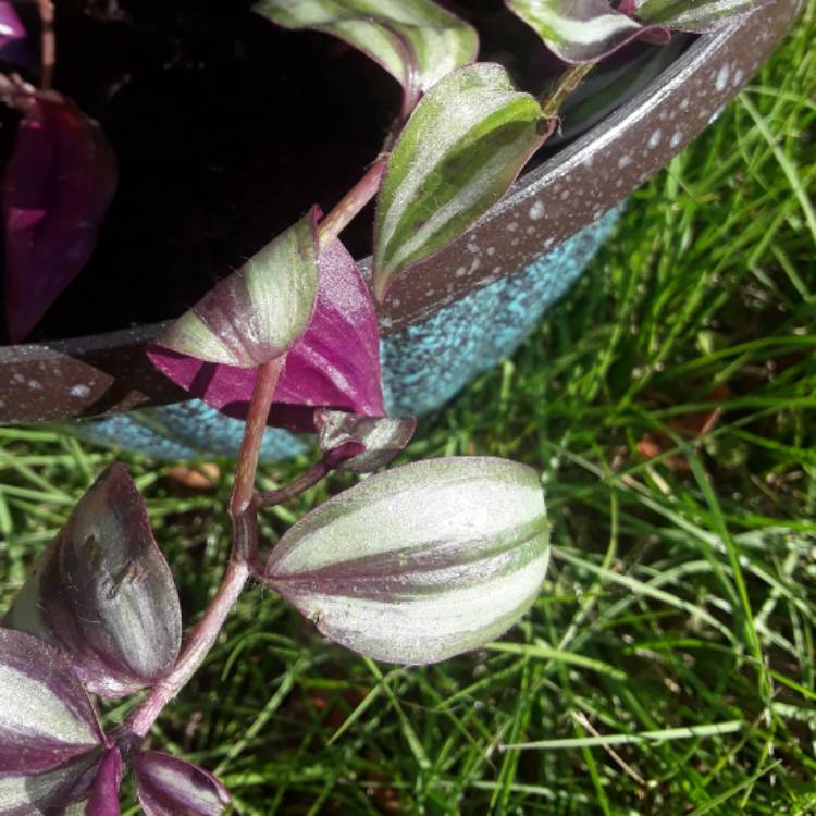 plant image 566484
