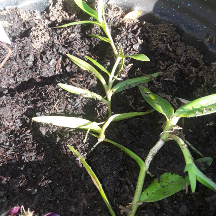 plant image 566485