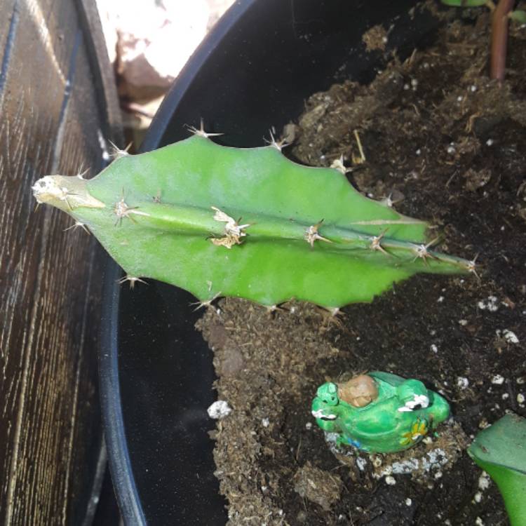 plant image 567610