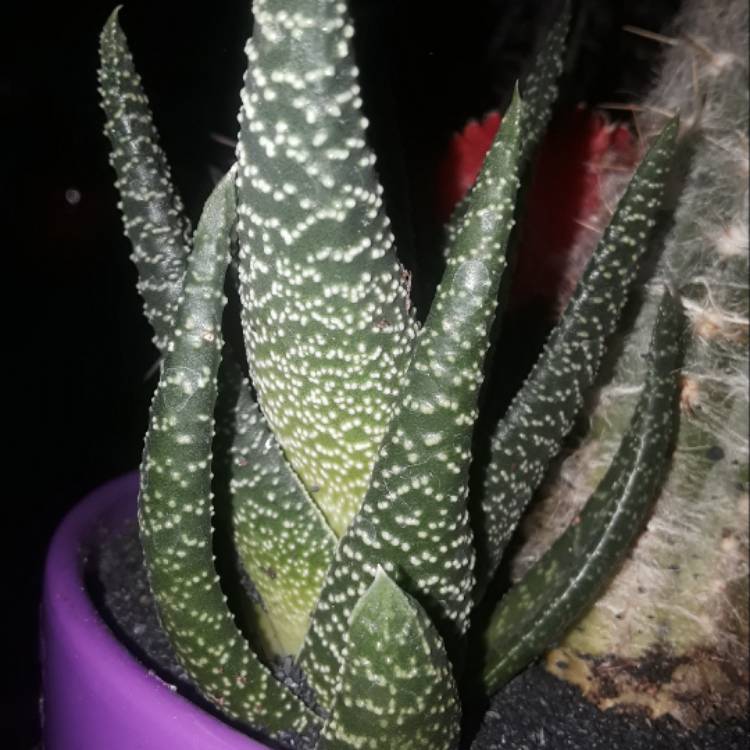 plant image 568078