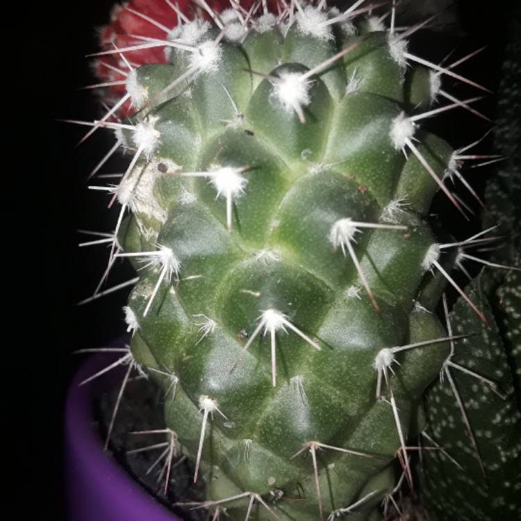 Plant image Coryphantha sulcata syn. Mammillaria sulcata