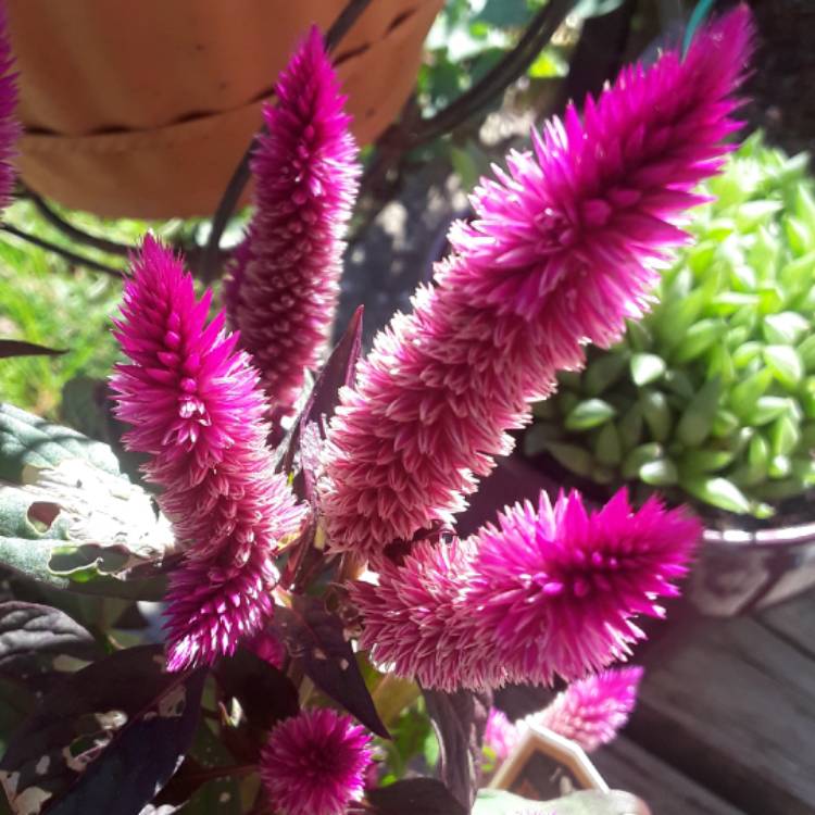 plant image 568481