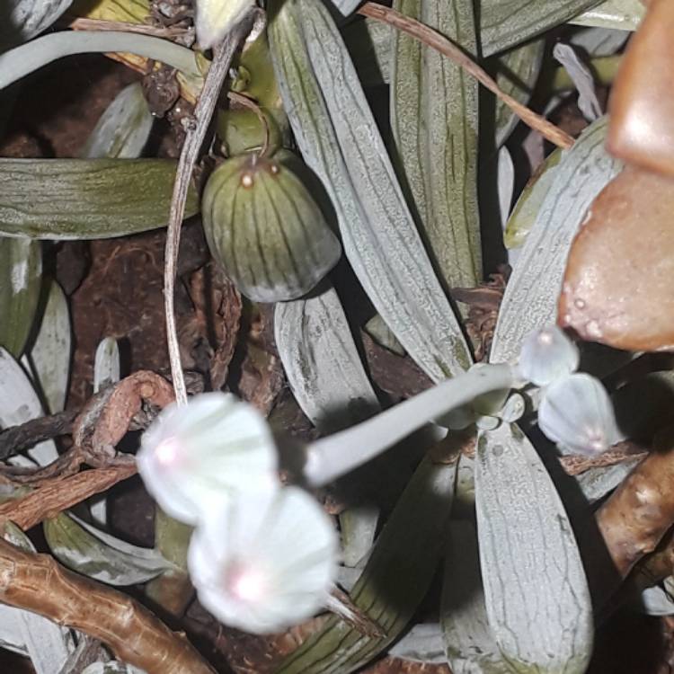 Plant image Senecio mandraliscae