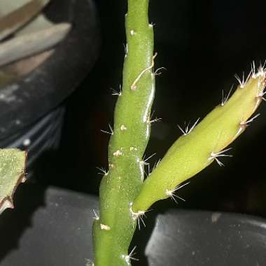 Rhipsalis
