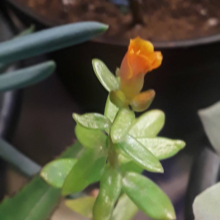 plant image 569354