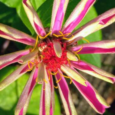 Zinnia elegans