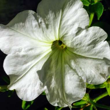 Petunia