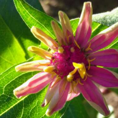 Zinnia elegans