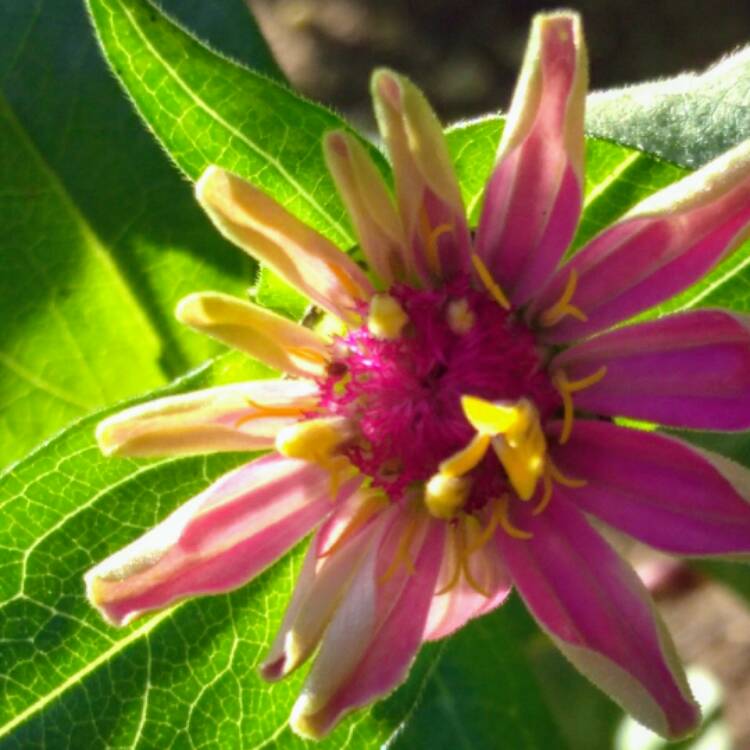 plant image 569387