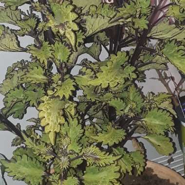 Plectranthus scutellarioides 'Mainstreet Rodeo Drive'