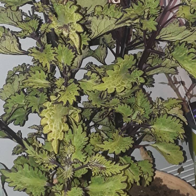 plant image 572698
