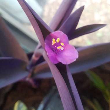 Tradescantia pallida