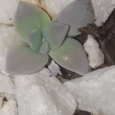 Graptopetalum Superbum