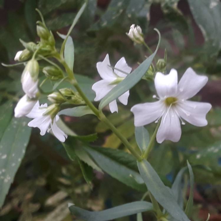 plant image 574633