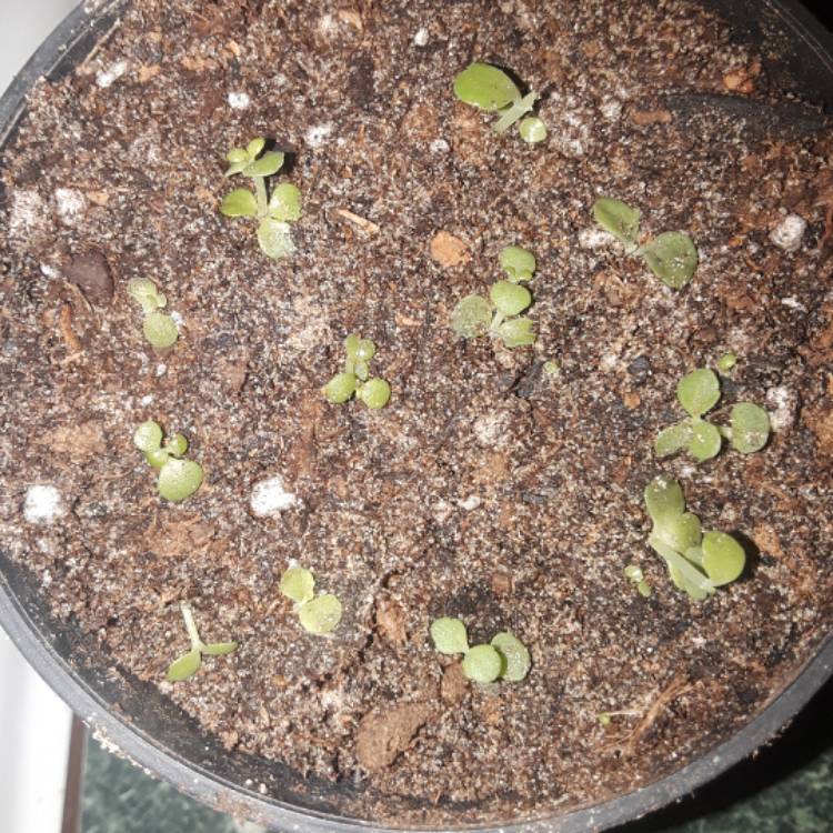 Plant image Kalanchoe Fedtschenkoi