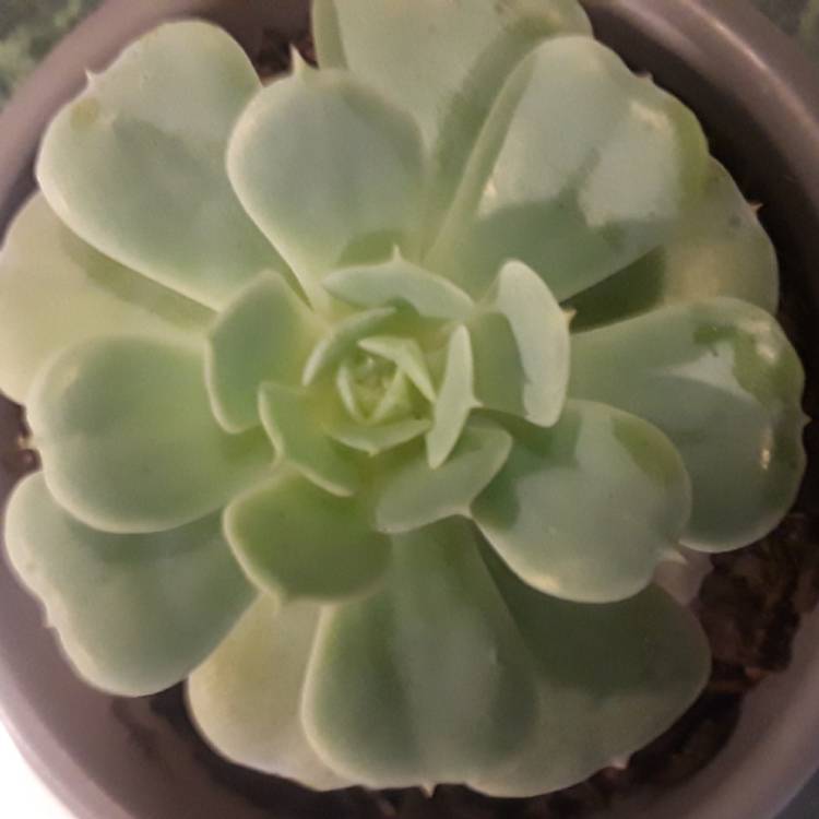 plant image 578483